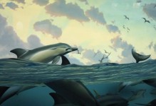 海豚的外形特征及魅力（探索海洋明星）
