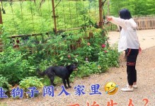 克服恐惧，与狗和谐相处（摆脱恐狗心理，享受与狗儿的美好时光）